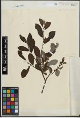 Salix appendiculata Vill. x Salix aurita L.